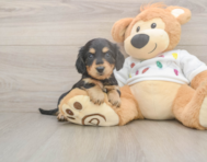 6 week old Dachshund Puppy For Sale - Lone Star Pups