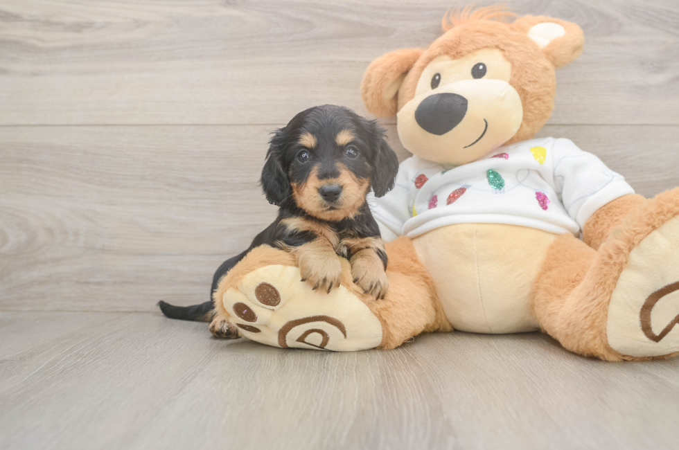 6 week old Dachshund Puppy For Sale - Lone Star Pups