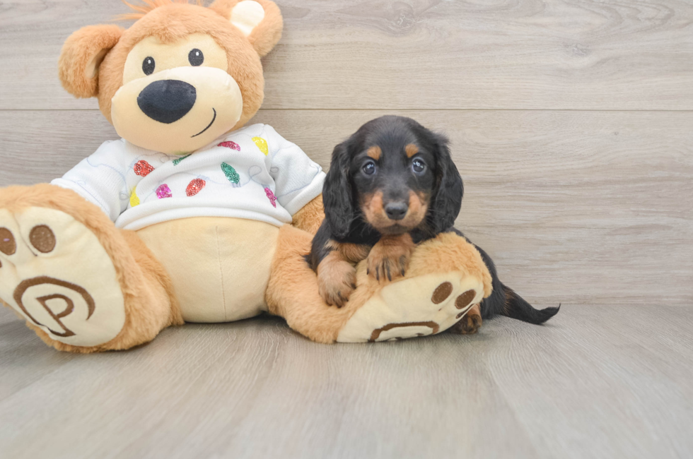 5 week old Dachshund Puppy For Sale - Lone Star Pups
