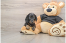 Cute Dachshund Baby