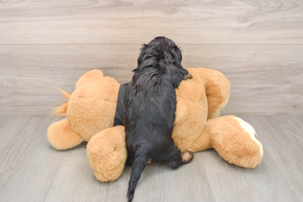 Cute Dachshund Purebred Pup