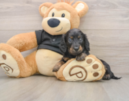 5 week old Dachshund Puppy For Sale - Lone Star Pups