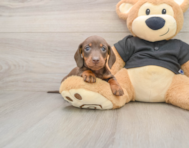 6 week old Dachshund Puppy For Sale - Lone Star Pups