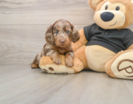 5 week old Dachshund Puppy For Sale - Lone Star Pups