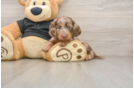 Best Dachshund Baby