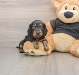 5 week old Dachshund Puppy For Sale - Lone Star Pups