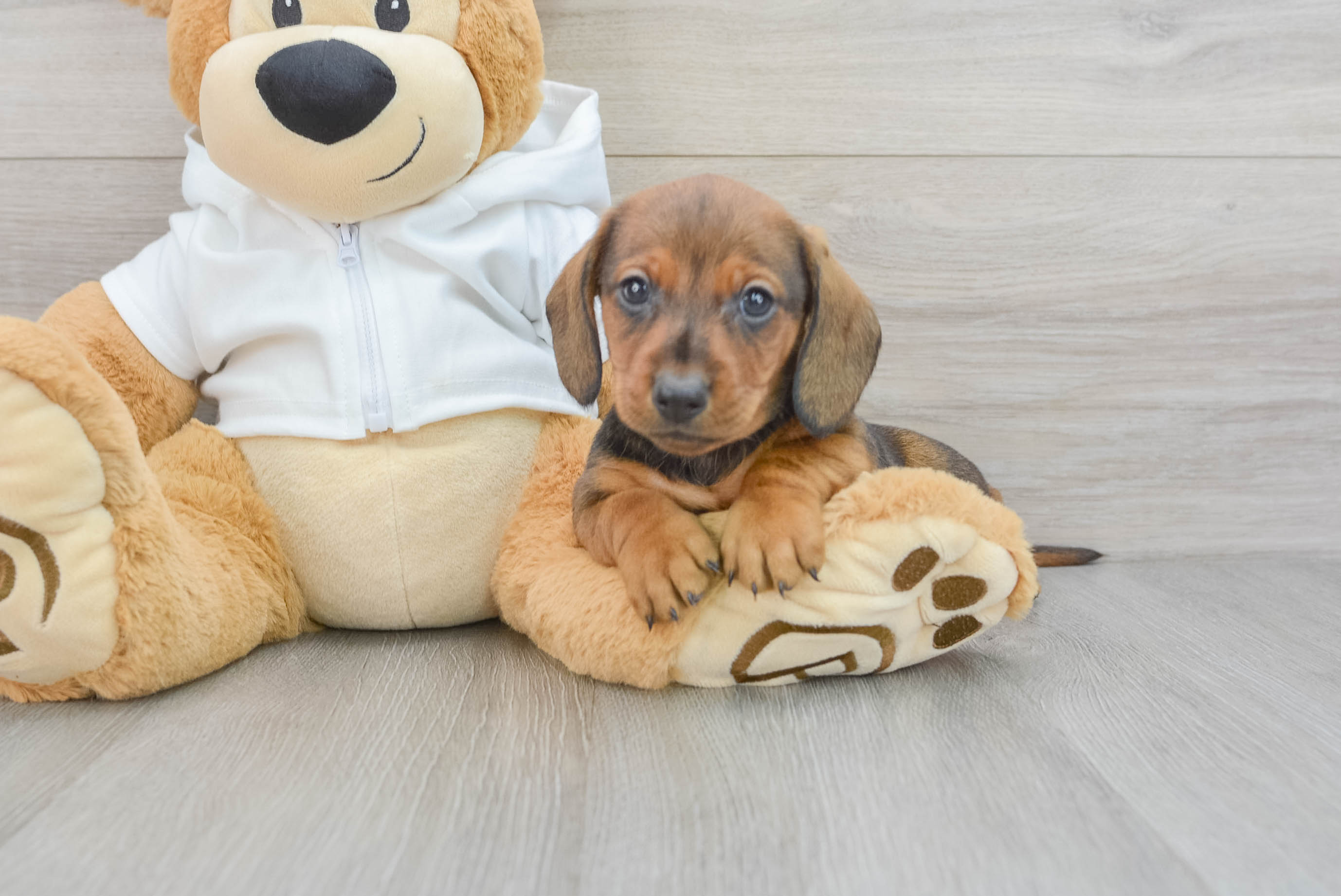 Cute Dachshund Baby