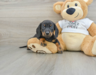 5 week old Dachshund Puppy For Sale - Lone Star Pups