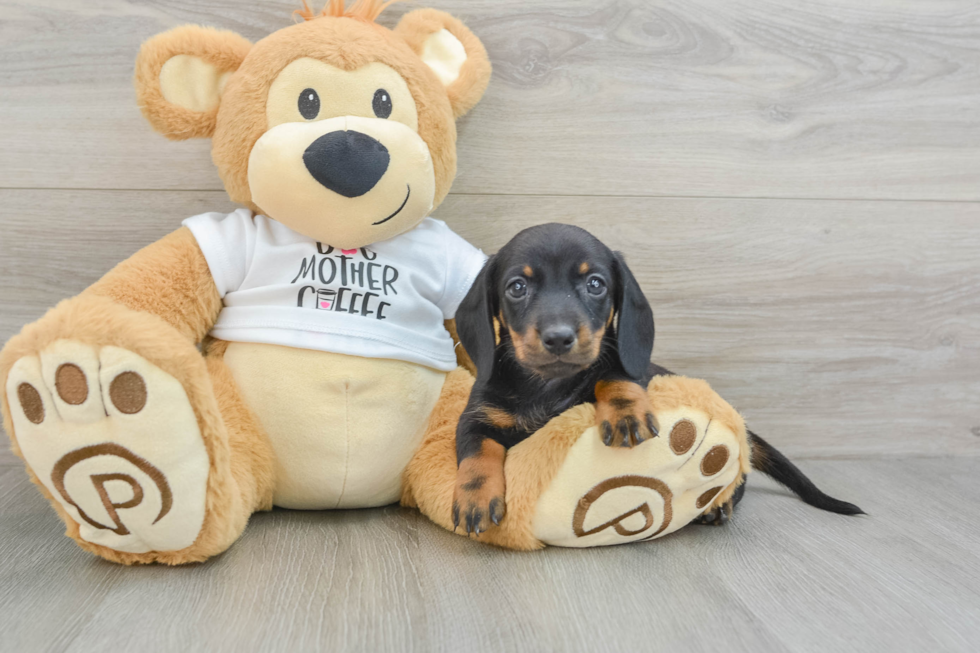 Cute Dachshund Purebred Pup