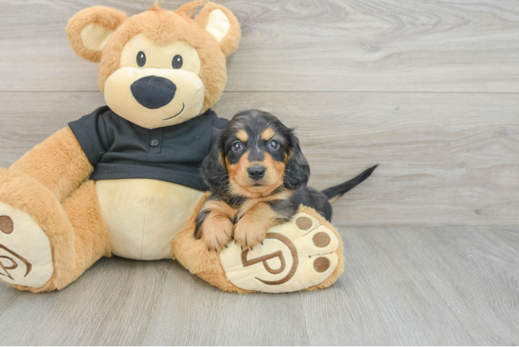 Dachshund Pup Being Cute