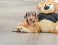 5 week old Dachshund Puppy For Sale - Lone Star Pups