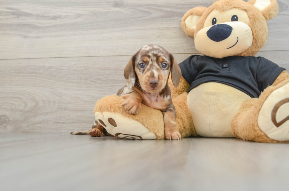5 week old Dachshund Puppy For Sale - Lone Star Pups