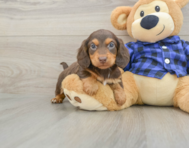 6 week old Dachshund Puppy For Sale - Lone Star Pups