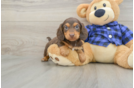Dachshund Puppy for Adoption