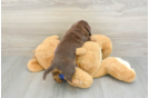Best Dachshund Baby