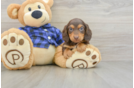 Dachshund Pup Being Cute