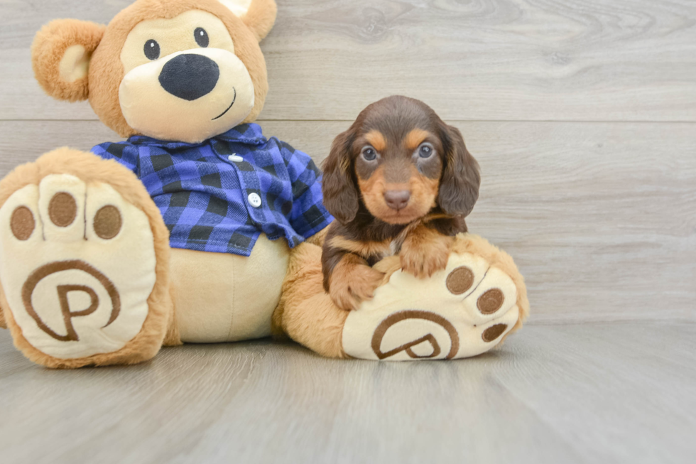 Dachshund Pup Being Cute