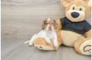 Dachshund Pup Being Cute