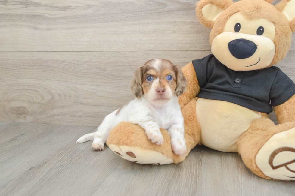 Dachshund Pup Being Cute