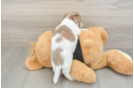 Cute Dachshund Baby