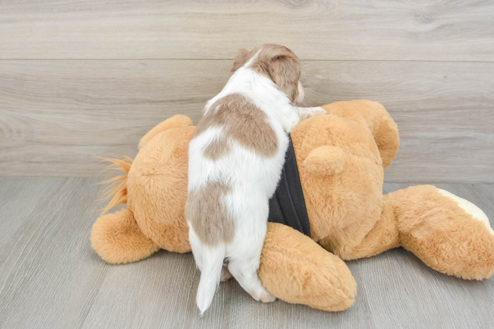 Cute Dachshund Baby