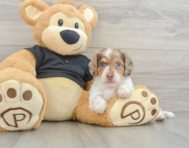 5 week old Dachshund Puppy For Sale - Lone Star Pups