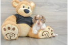 Best Dachshund Baby
