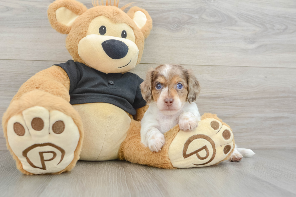 Best Dachshund Baby