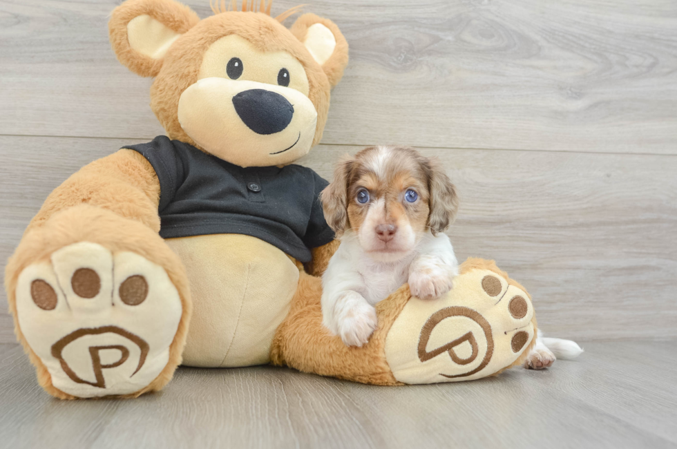 5 week old Dachshund Puppy For Sale - Lone Star Pups