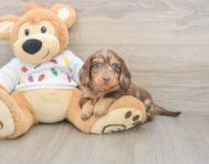 5 week old Dachshund Puppy For Sale - Lone Star Pups
