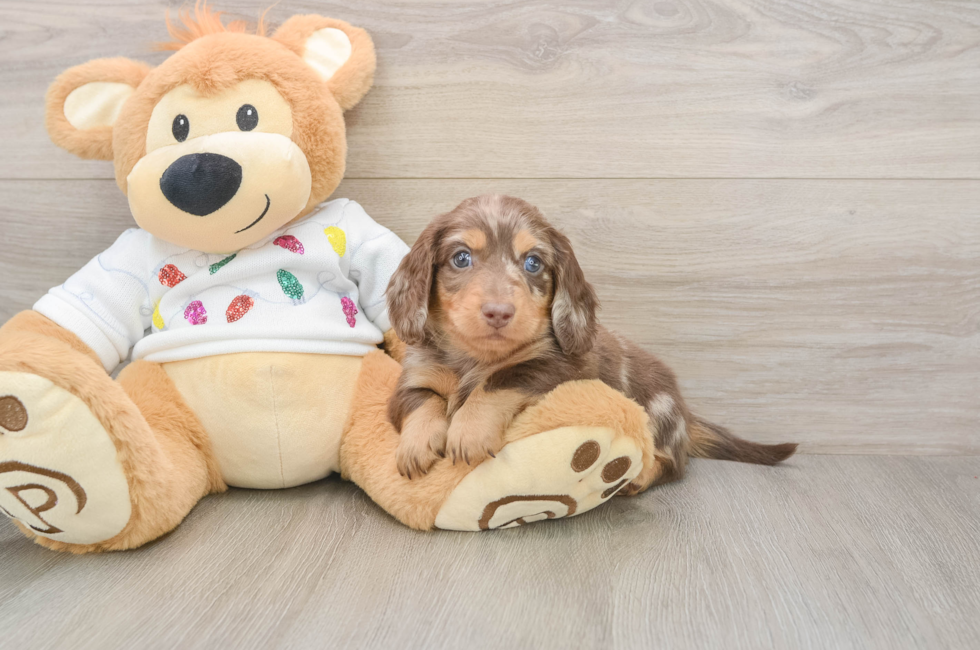 5 week old Dachshund Puppy For Sale - Lone Star Pups