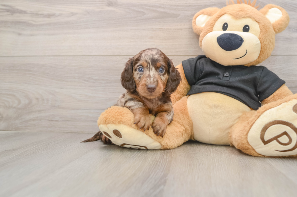 Cute Dachshund Baby