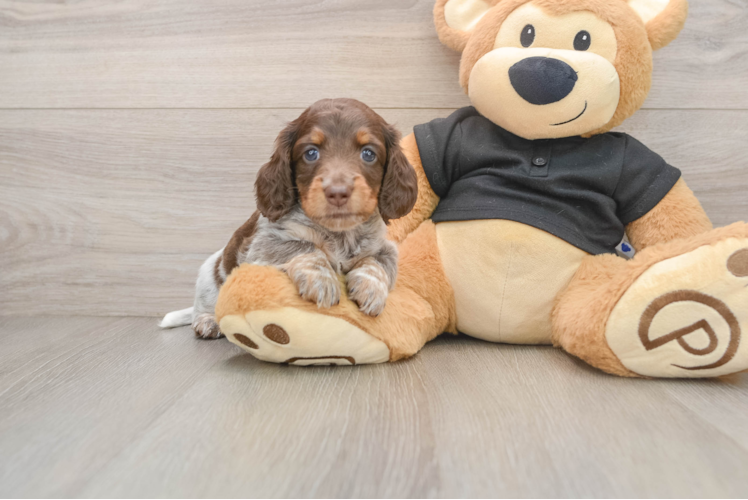 Cute Doxie Purebred Puppy