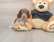 5 week old Dachshund Puppy For Sale - Lone Star Pups