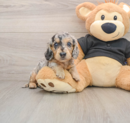 5 week old Dachshund Puppy For Sale - Lone Star Pups