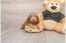 Cute Dachshund Purebred Pup