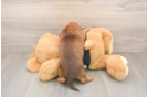 Cute Dachshund Baby