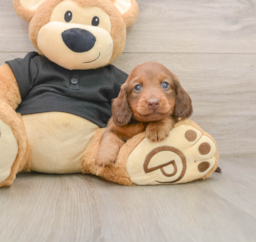 5 week old Dachshund Puppy For Sale - Lone Star Pups