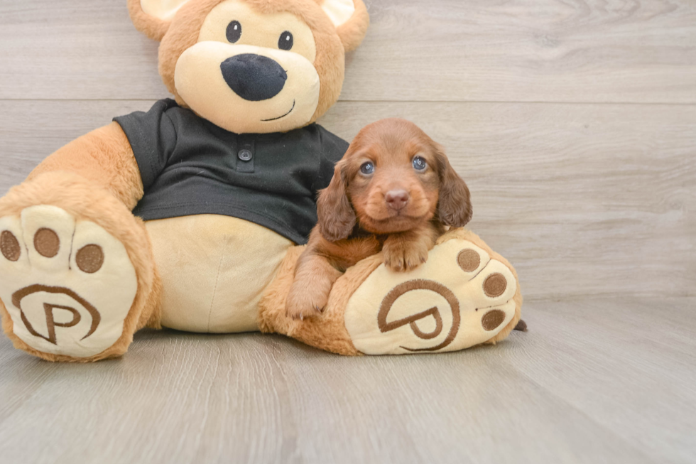 Dachshund Puppy for Adoption