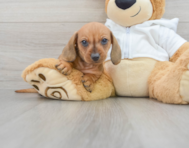 8 week old Dachshund Puppy For Sale - Lone Star Pups