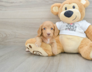 5 week old Dachshund Puppy For Sale - Lone Star Pups