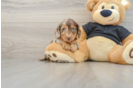 Dachshund Pup Being Cute