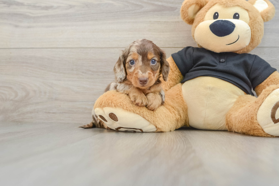 Dachshund Pup Being Cute
