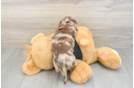 Cute Doxie Purebred Puppy