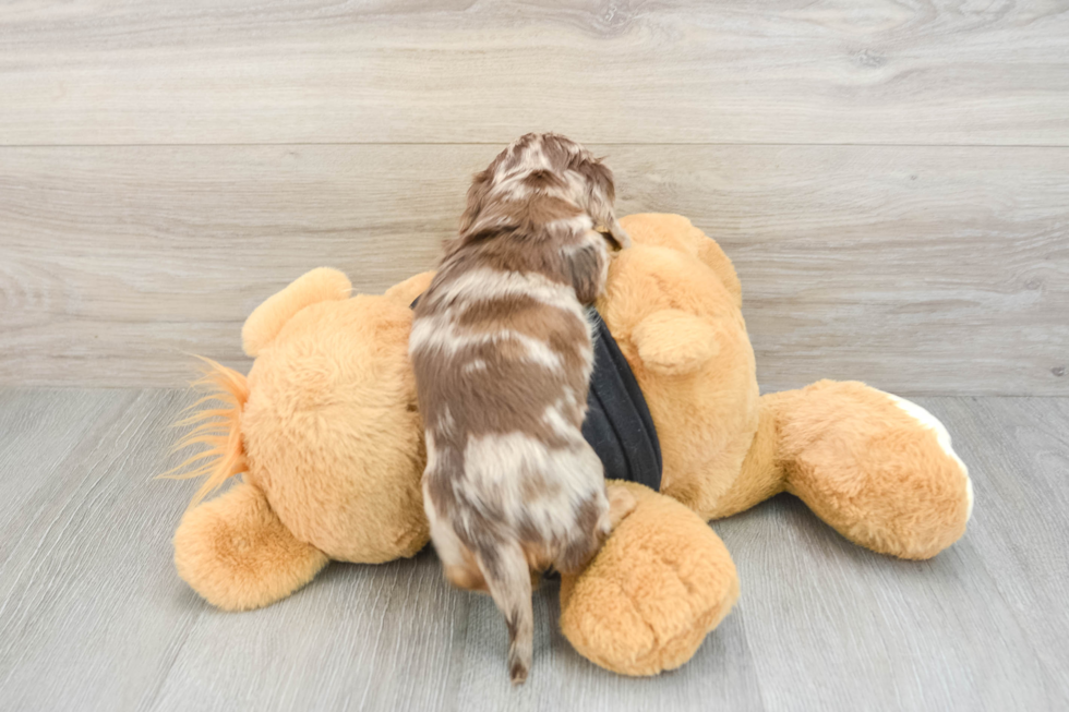 Cute Doxie Purebred Puppy