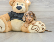 5 week old Dachshund Puppy For Sale - Lone Star Pups