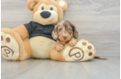 Cute Dachshund Baby