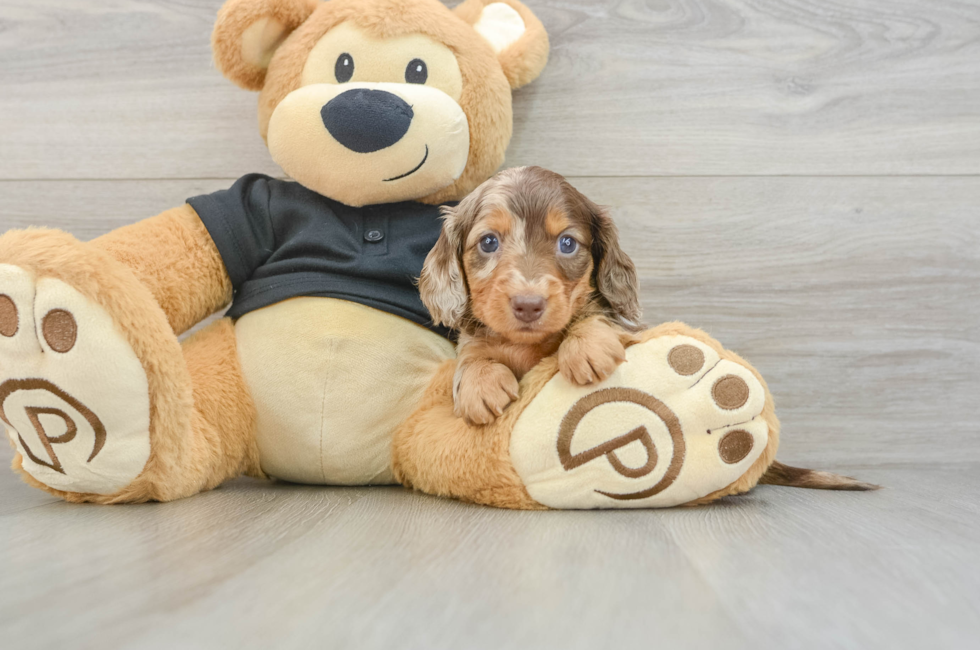 5 week old Dachshund Puppy For Sale - Lone Star Pups