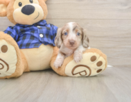 5 week old Dachshund Puppy For Sale - Lone Star Pups