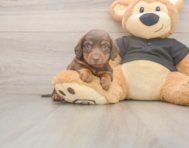 6 week old Dachshund Puppy For Sale - Lone Star Pups